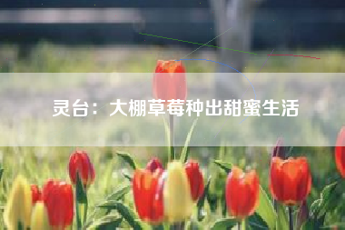 灵台：大棚草莓种出甜蜜生活